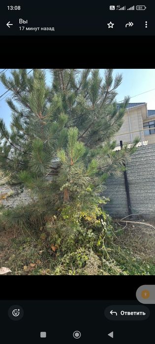 Продается сосны и елки