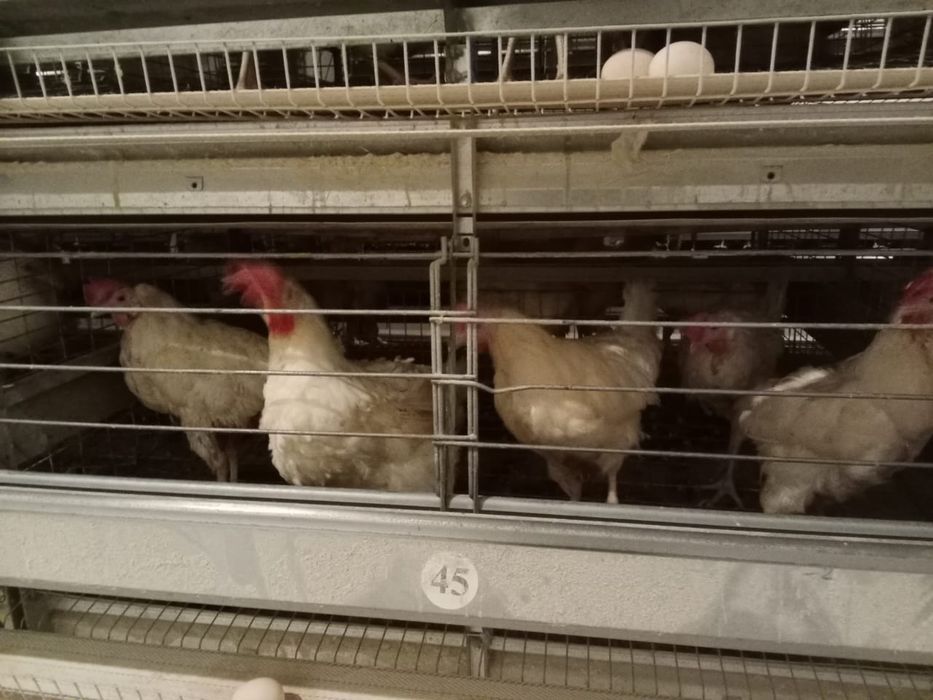 Куры несушки продажа