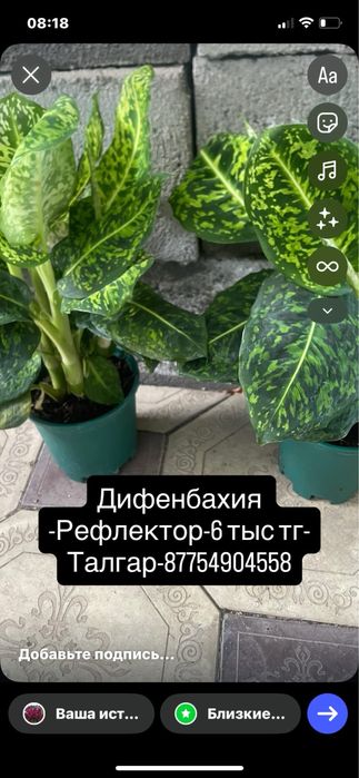 Монстера,Антуриум,Цикас,Алоказии