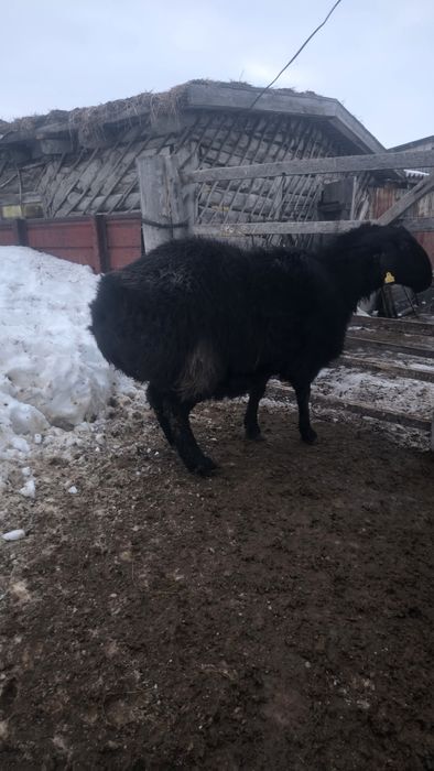 Гиссарский кошкар на племя