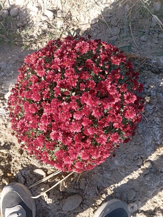 Xirazentimani gullari sotiladi