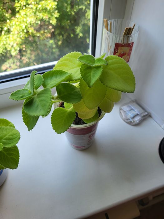 Мелисса растение