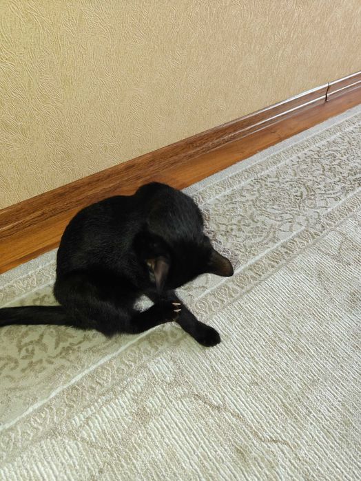 Отдам кота в хорошие руки