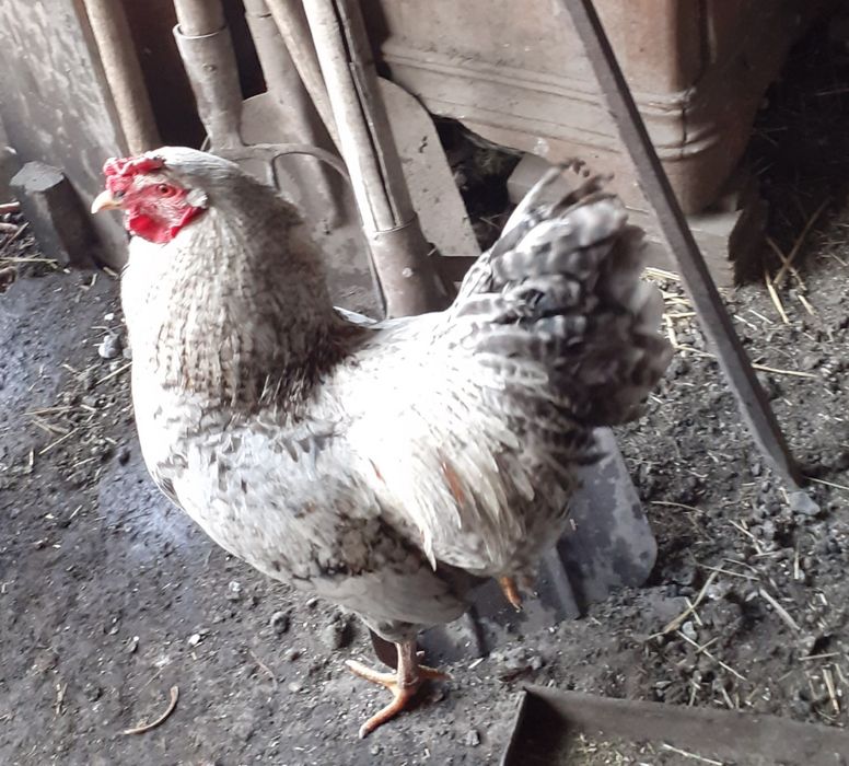 Продам молодых петушков 2025г.