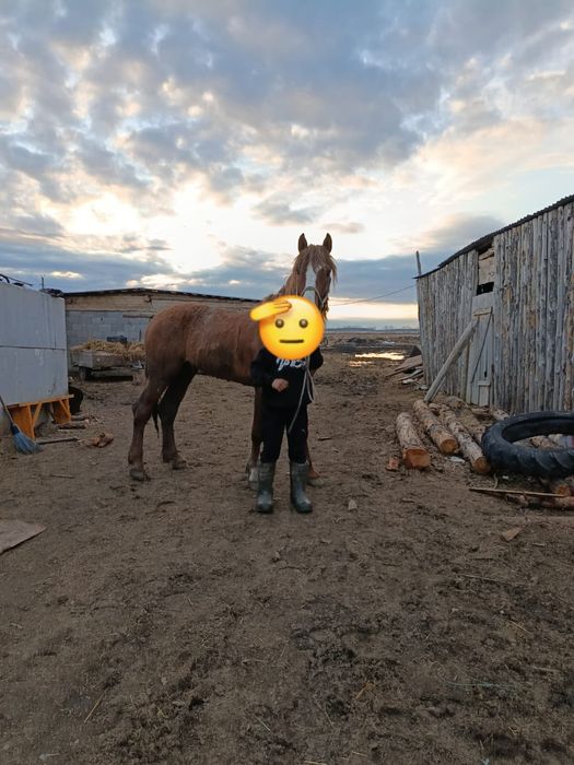 Айғыр сатылады жуас