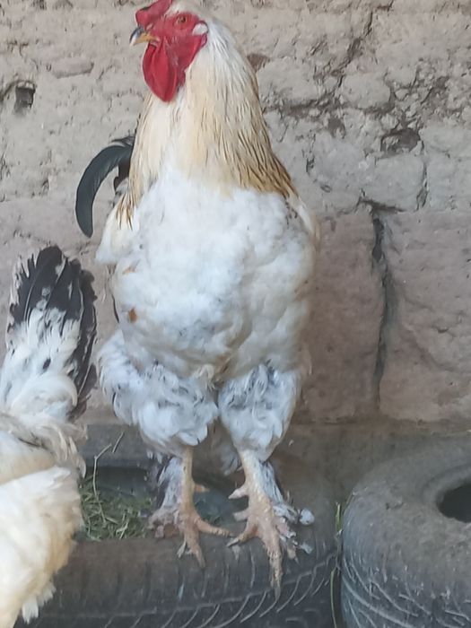 Продоётсы породистый петух