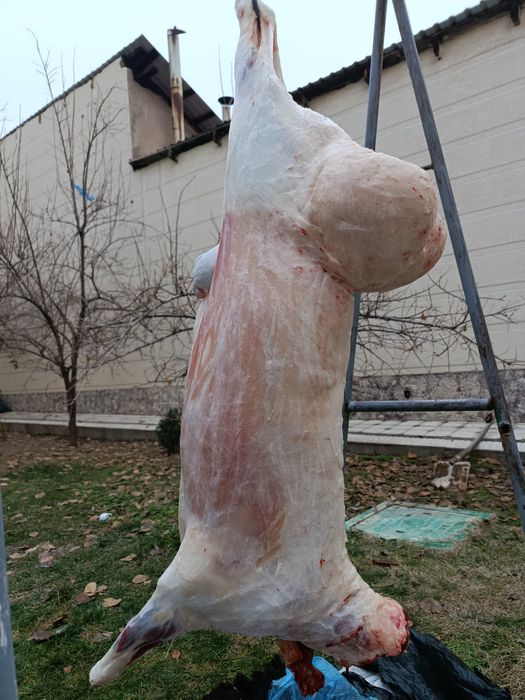 Qassob service hizmati