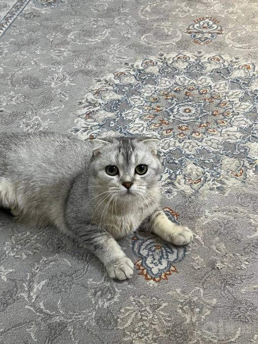 Скотиш фолд тоза мушук ишончли