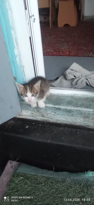 Отдам котят в хорошие руки