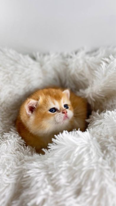 Британские золотые шиншиллы