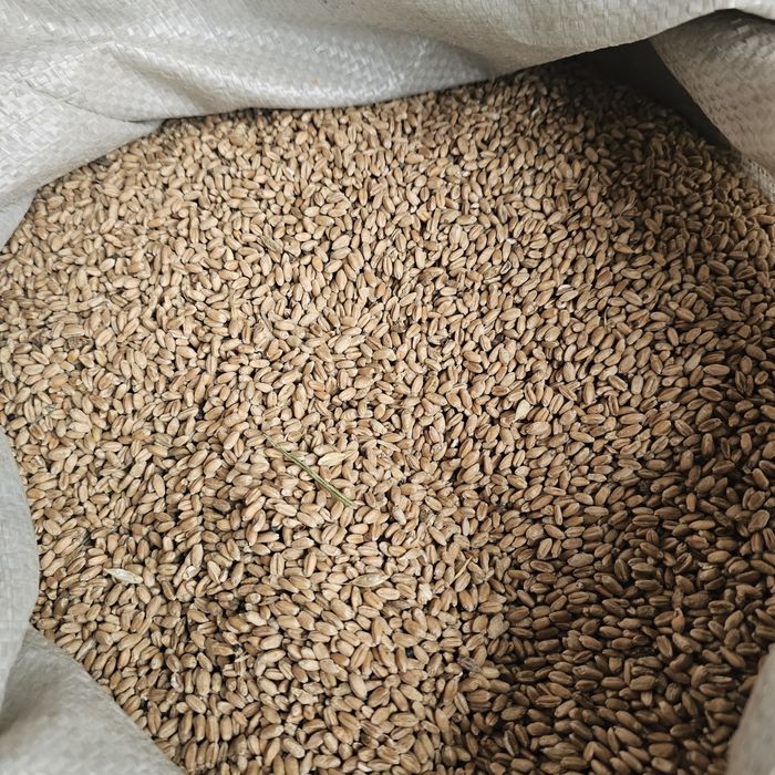 Кебек~кукуруз~арпа~бидай