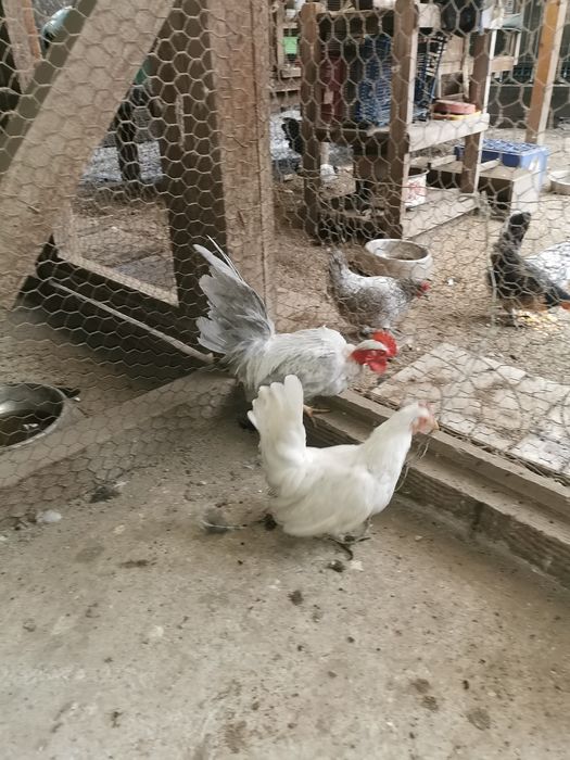 Păsări Chabo și pitice diferite rase