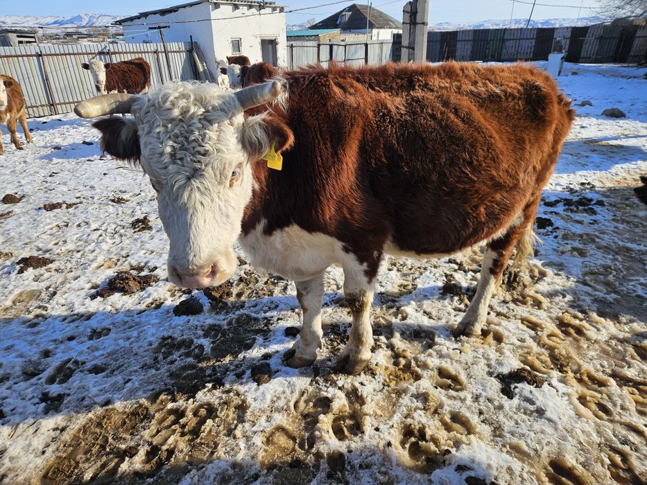 Продам стельную корову!