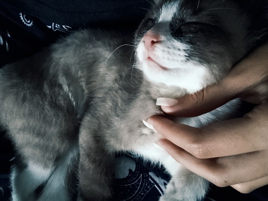Отдаю котёнка(мальчика)!