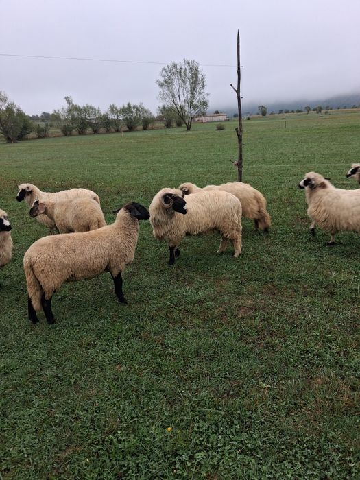 Berbecuț  foarte frumos