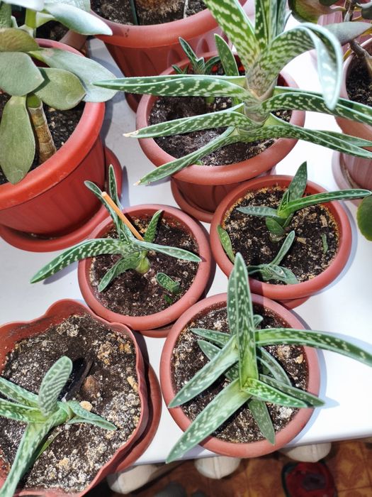 Продам цветы комнатные