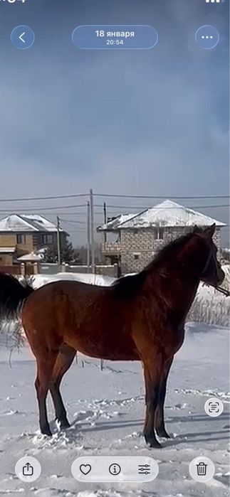 Англ Араб 4 жасар