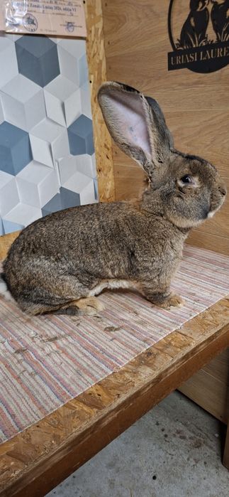 Mascul urias german gri