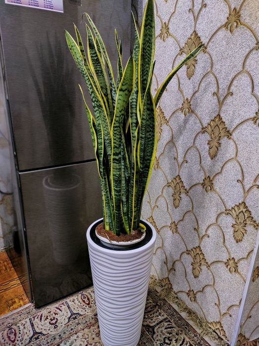 Комнатные растения. Доставка