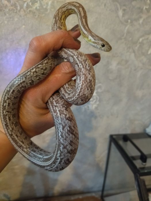 Змея Маисовый полоз