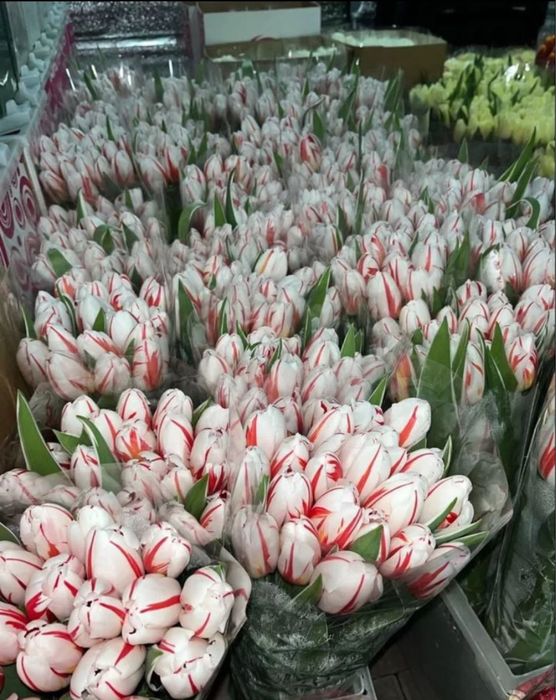 •цветы •тюльпаны