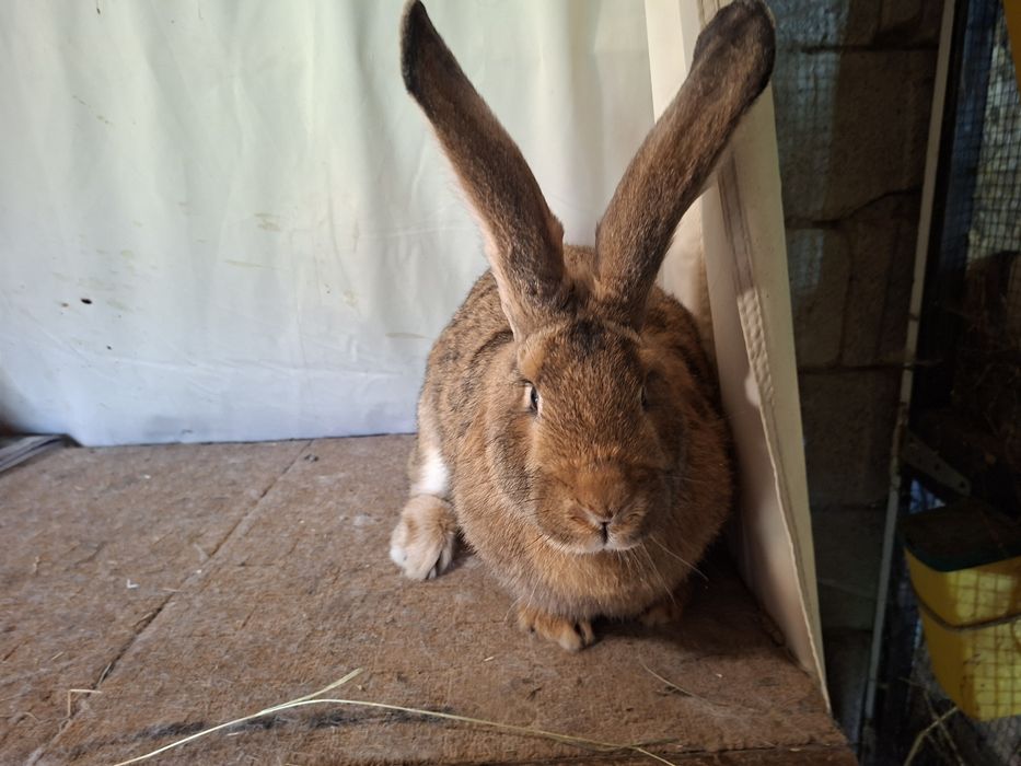 Iepuri- Iepuroaica matură,  un an, 7 kg.