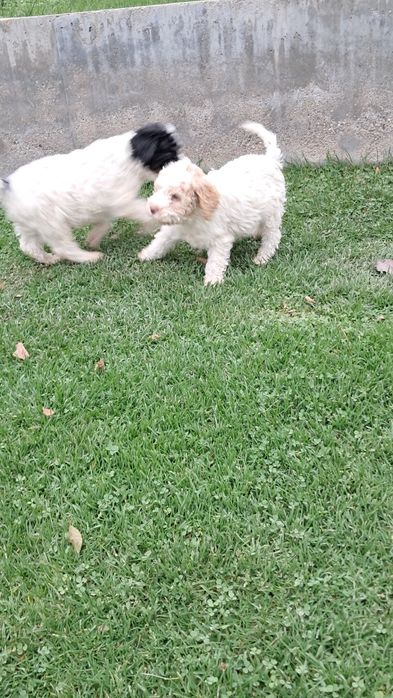 Лагото Романьоло