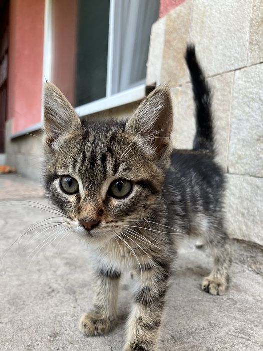 Подаряват се котенца