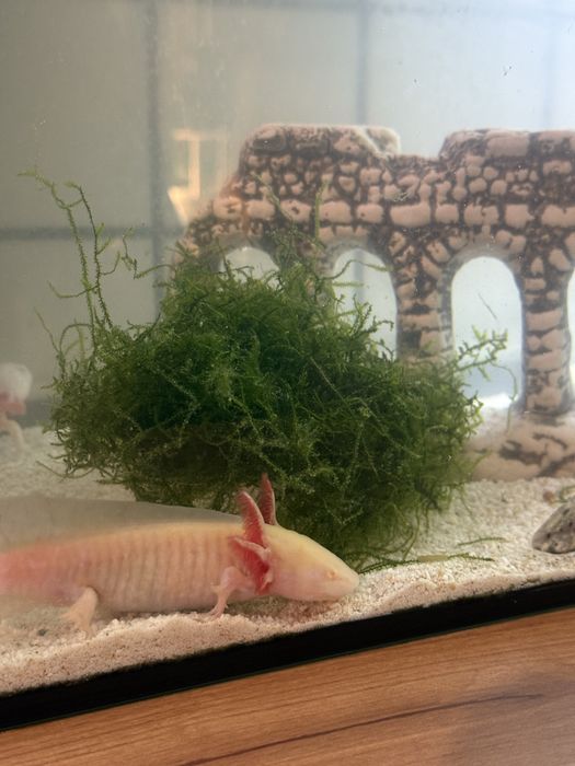 Мексиканска амбистома /аксолотъл/