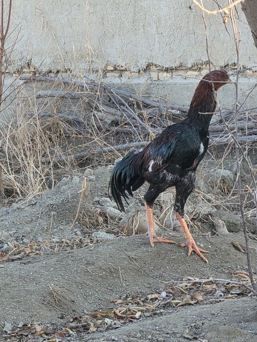Дакан хуроз сотилади