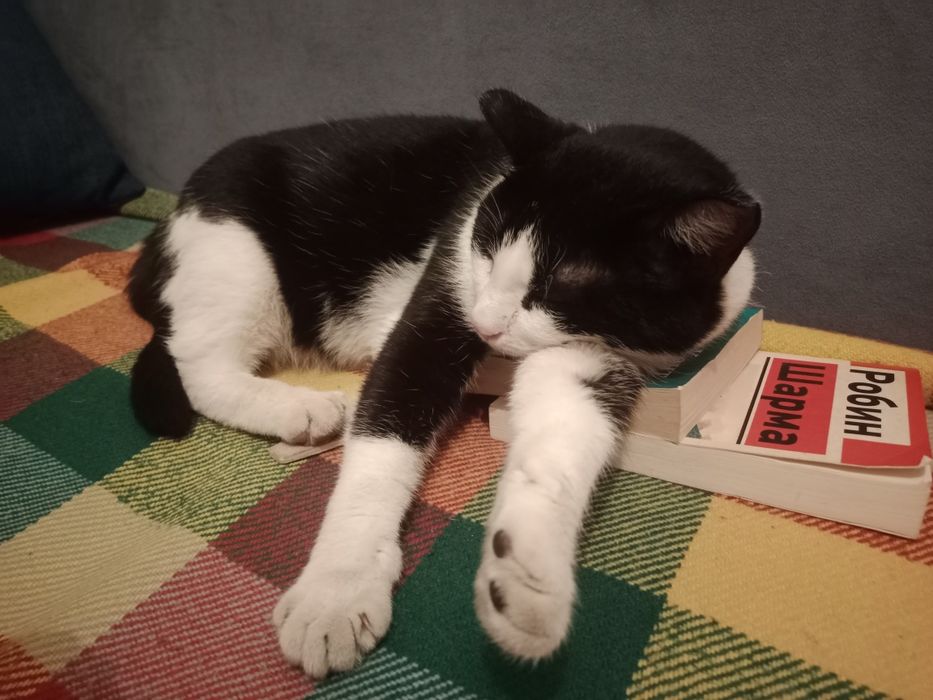 Отдам кошку ловит мышей