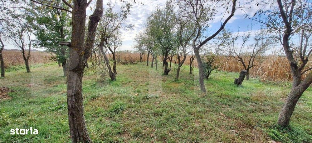 Casa batraneasca cu anexe , teren de 4200mp, zona Madaras