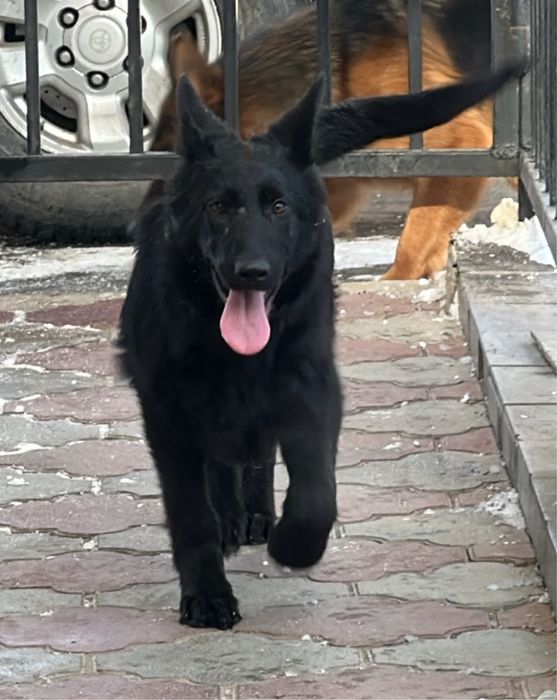 Немецкая овчарка