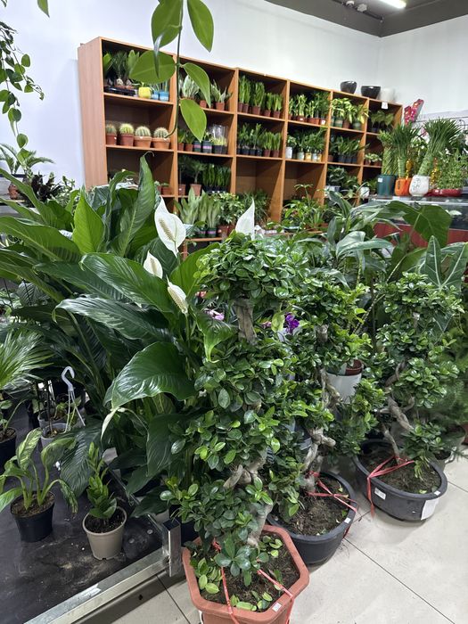 Продам готовый бизнес