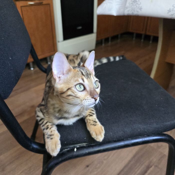 Продам красавчика бенгала