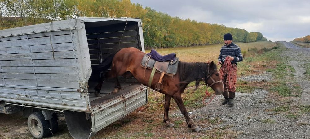 Грузоперевозки по городу, область
