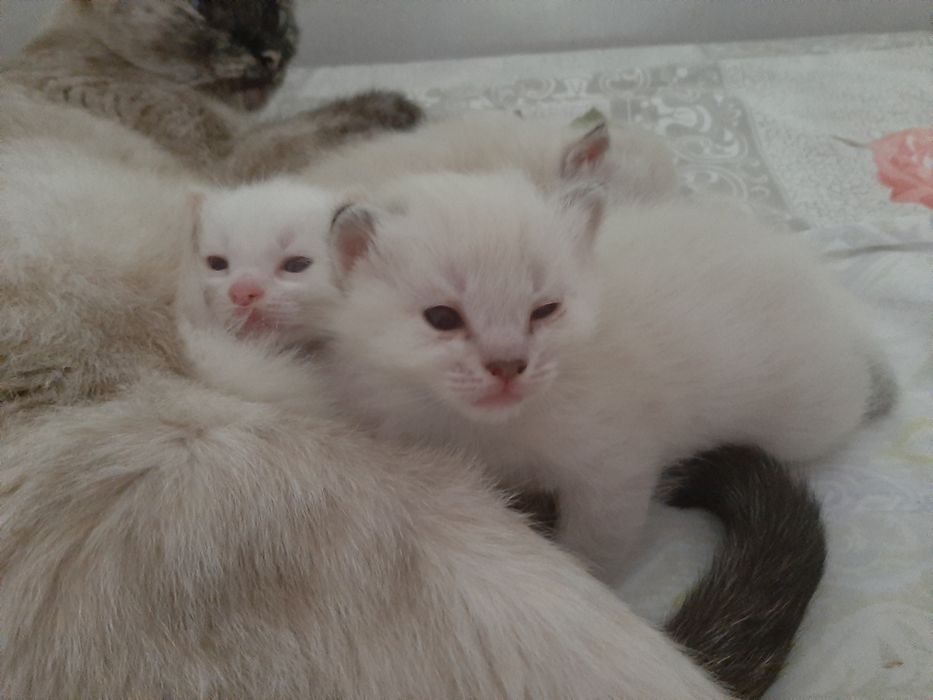 Отдам сиамских котят в добрые руки