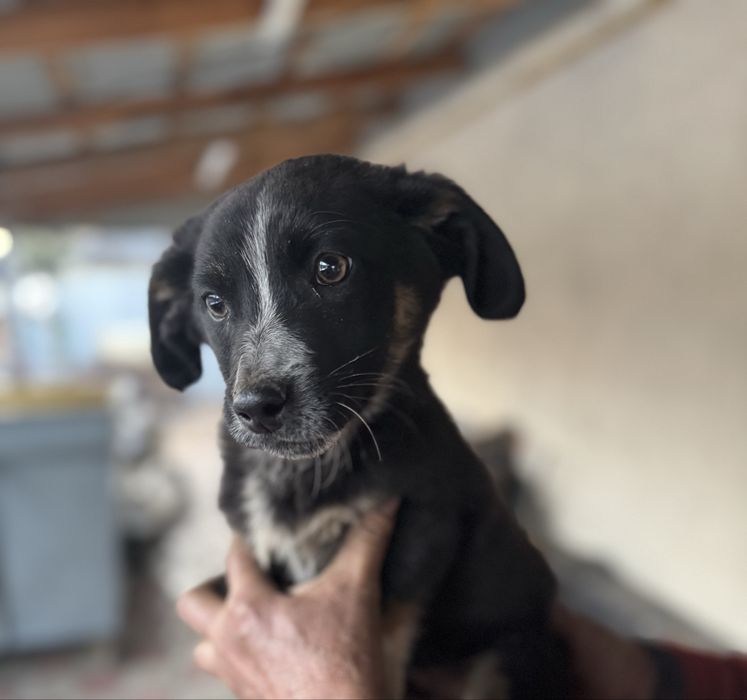 Отдадим щенка бесплатно мальчик