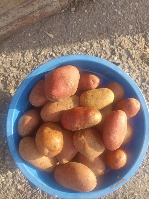 Картофель едовой