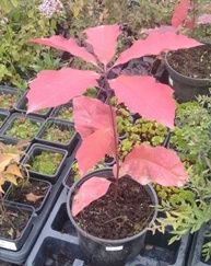 Саженцы красного дуба.