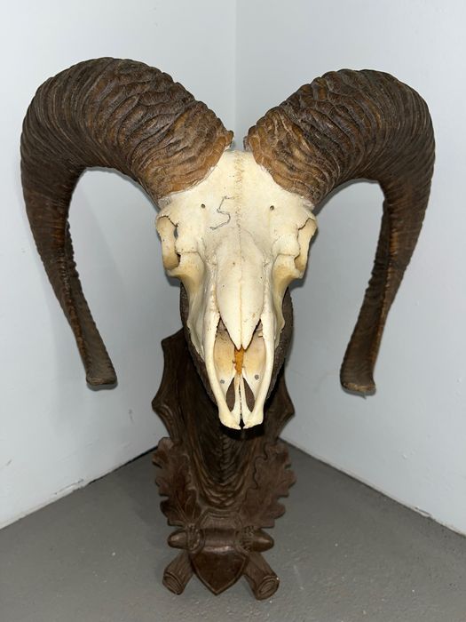 Трофеи от муфлони