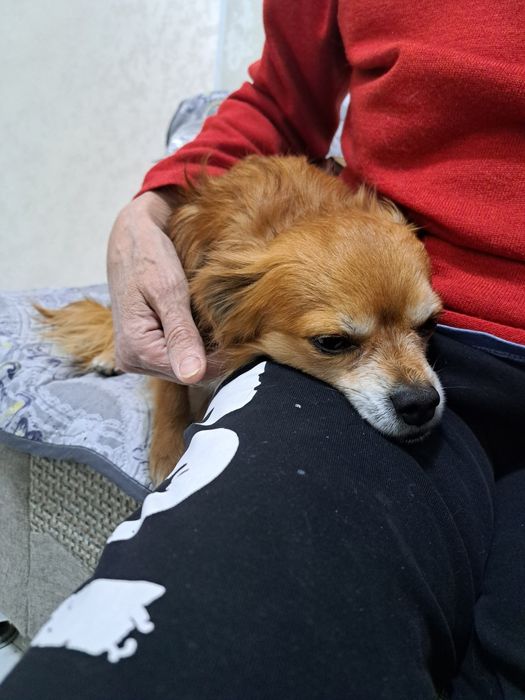 Нашлась Собака мальчик