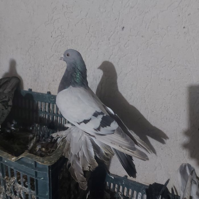 Уди самец тяга 20 25 метров