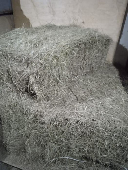 Сено в тюках продам