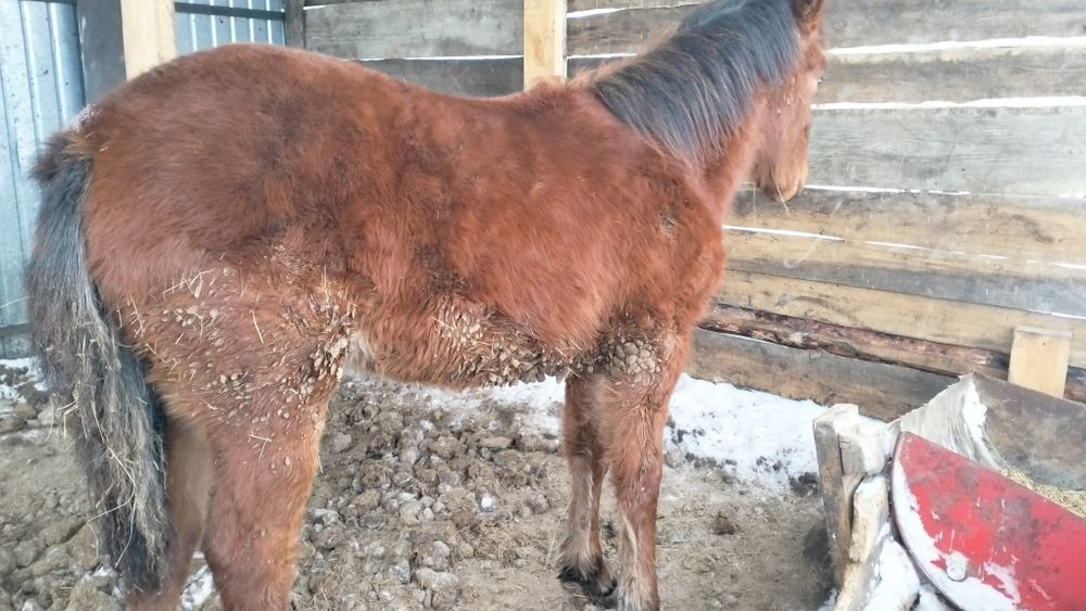 Жеребёнок жабагы