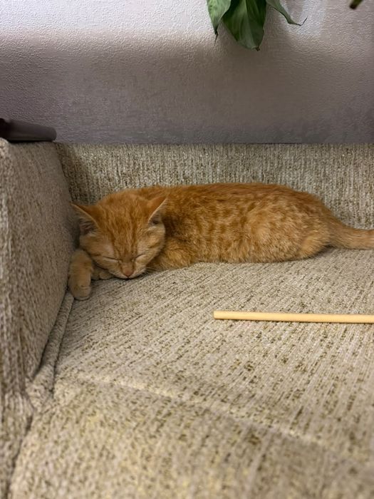 Рыжий котенок мальчик