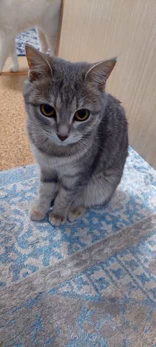 Котёнок британская порода