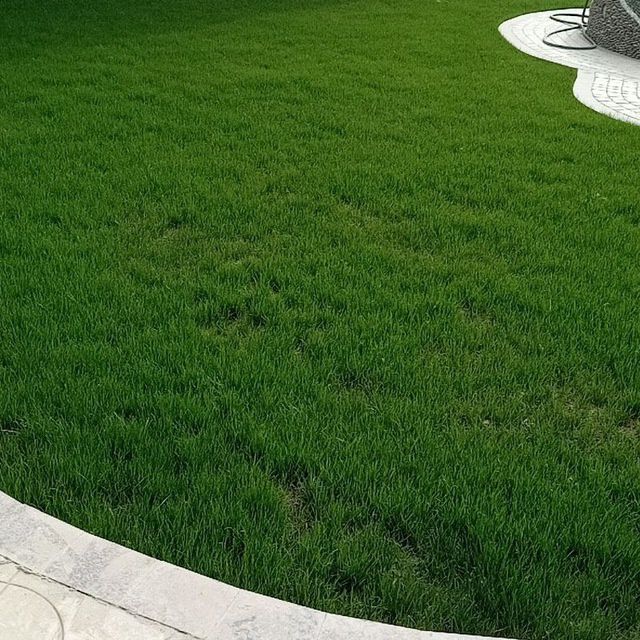 Gazon ekamiz va urugʻ sepamiz! Optom