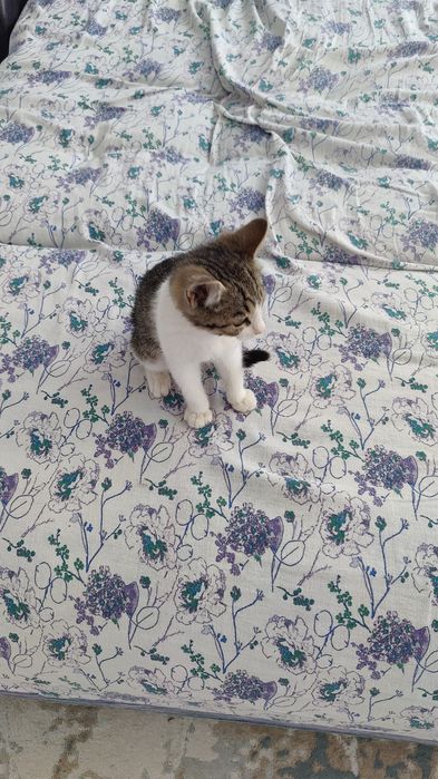 Отдам в добрые руки кошечку