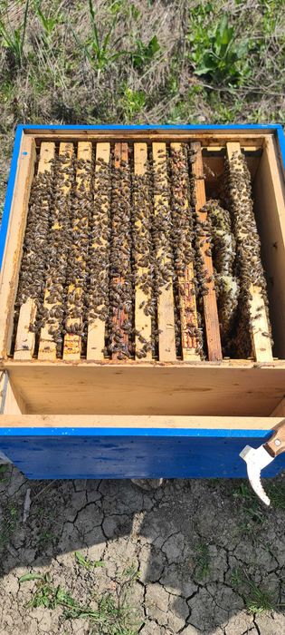 Vand 10 familii albine